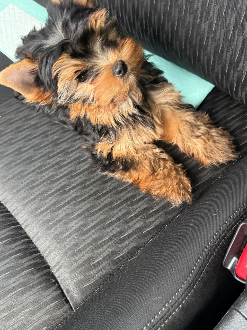Pet travel photo 2