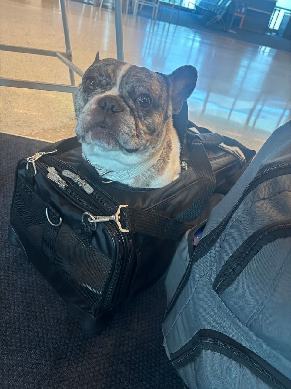 Pet travel photo 6