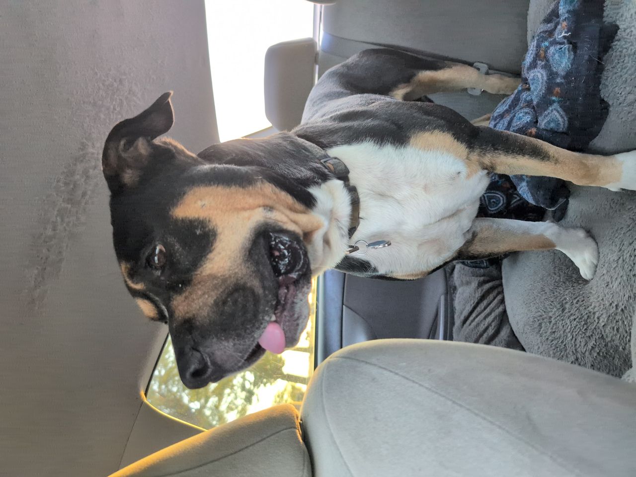 Pet travel photo 4