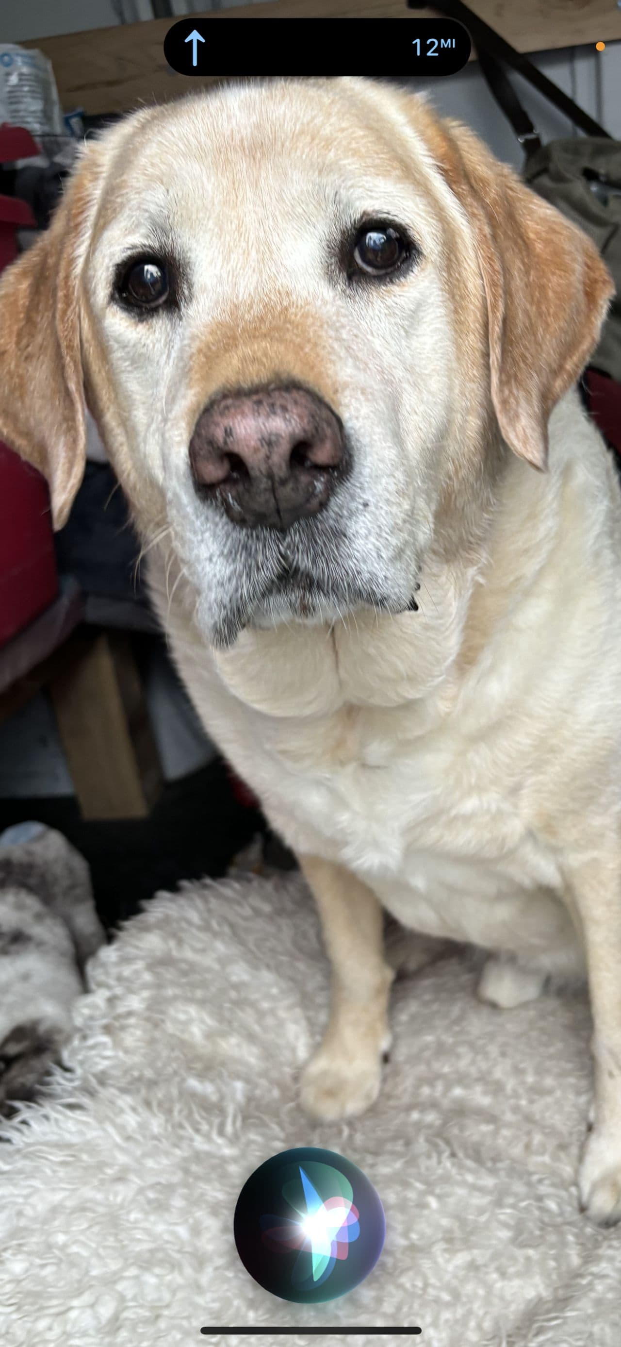 Pet travel photo 3