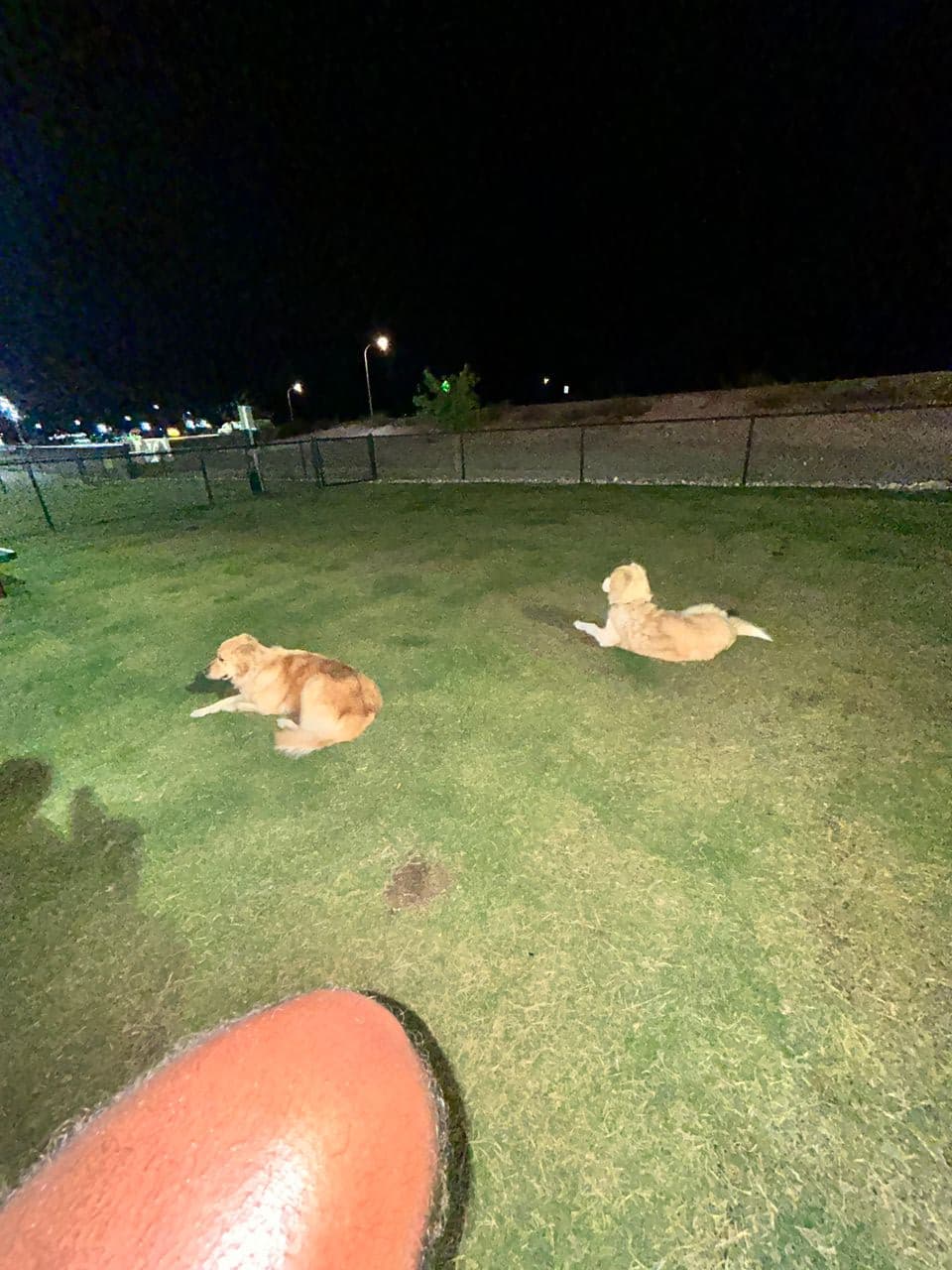 Pet travel photo 4