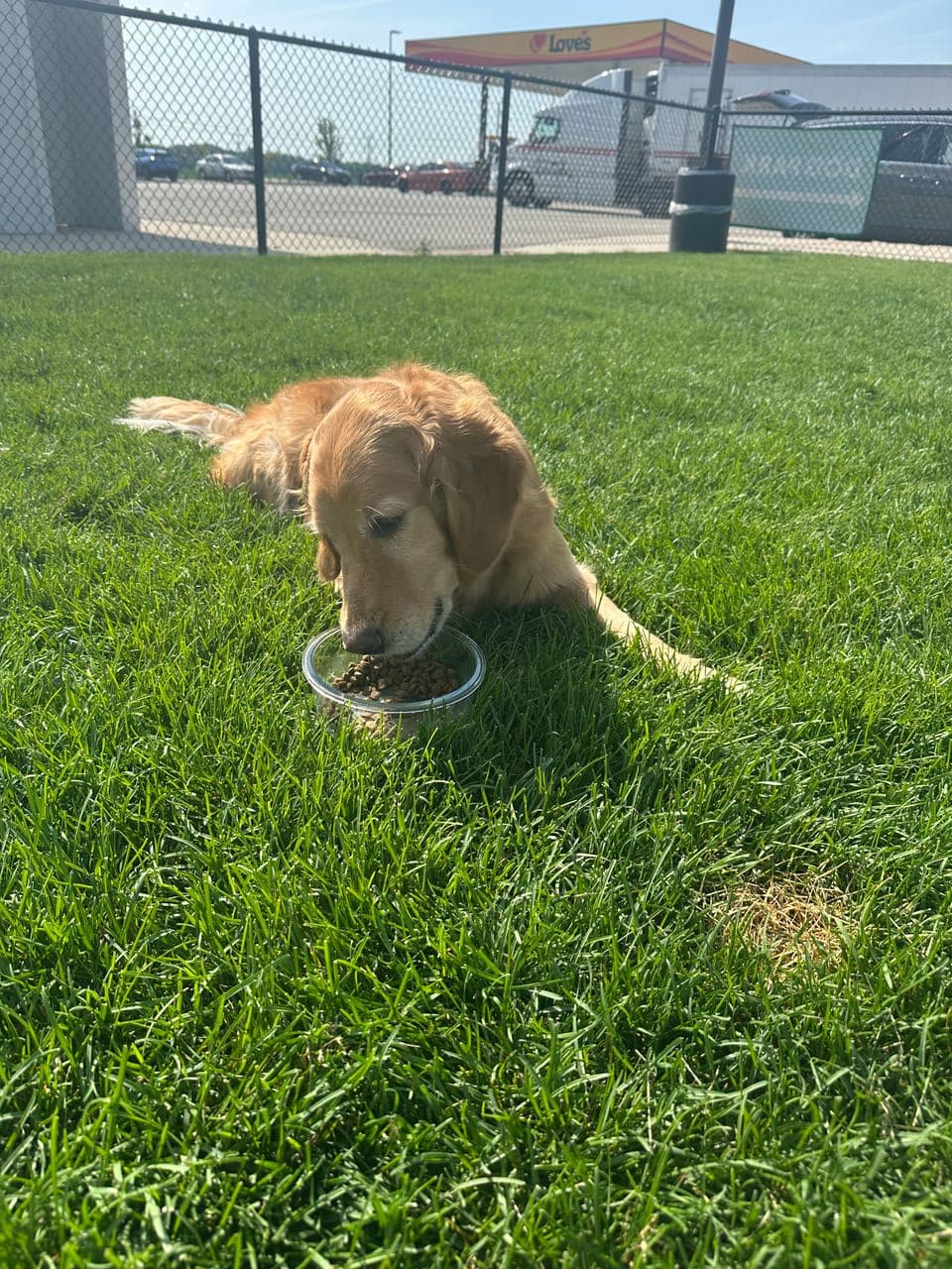 Pet travel photo 3