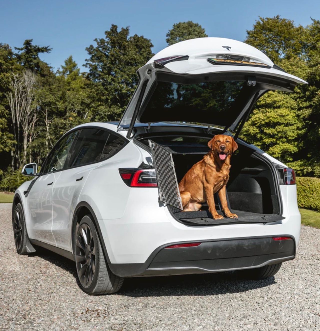 Pet travel photo 1