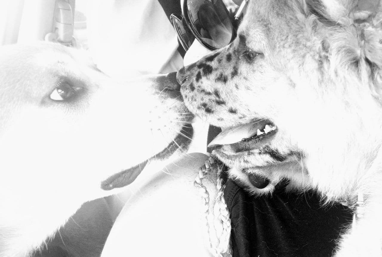 Pet travel photo 1