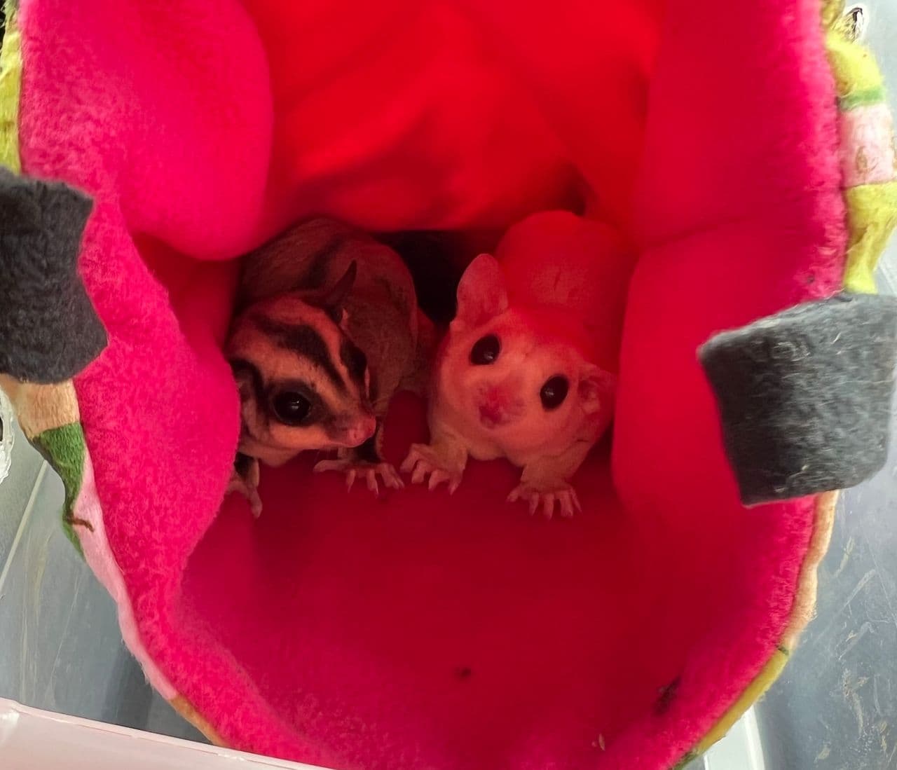 Pet travel photo 4