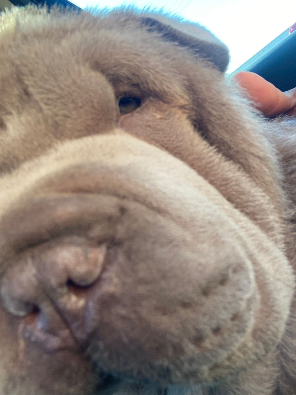 Pet travel photo 6