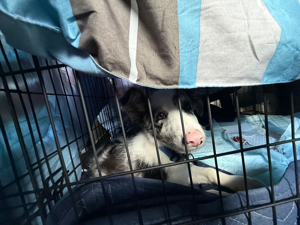 Pet travel photo 6