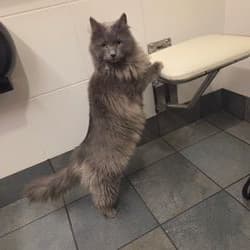 Lucas East-West flight nanny logistics