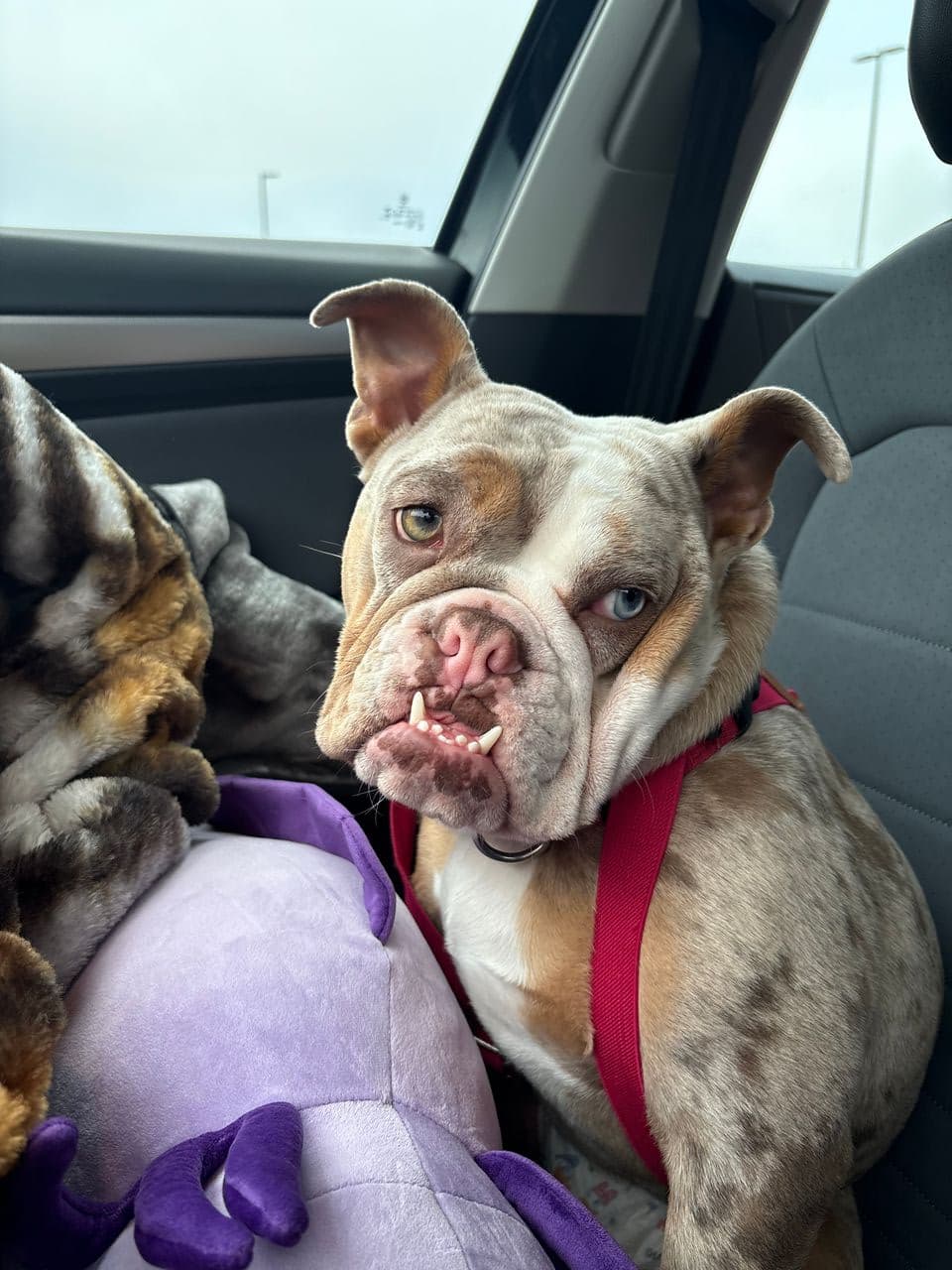 Pet travel photo 2