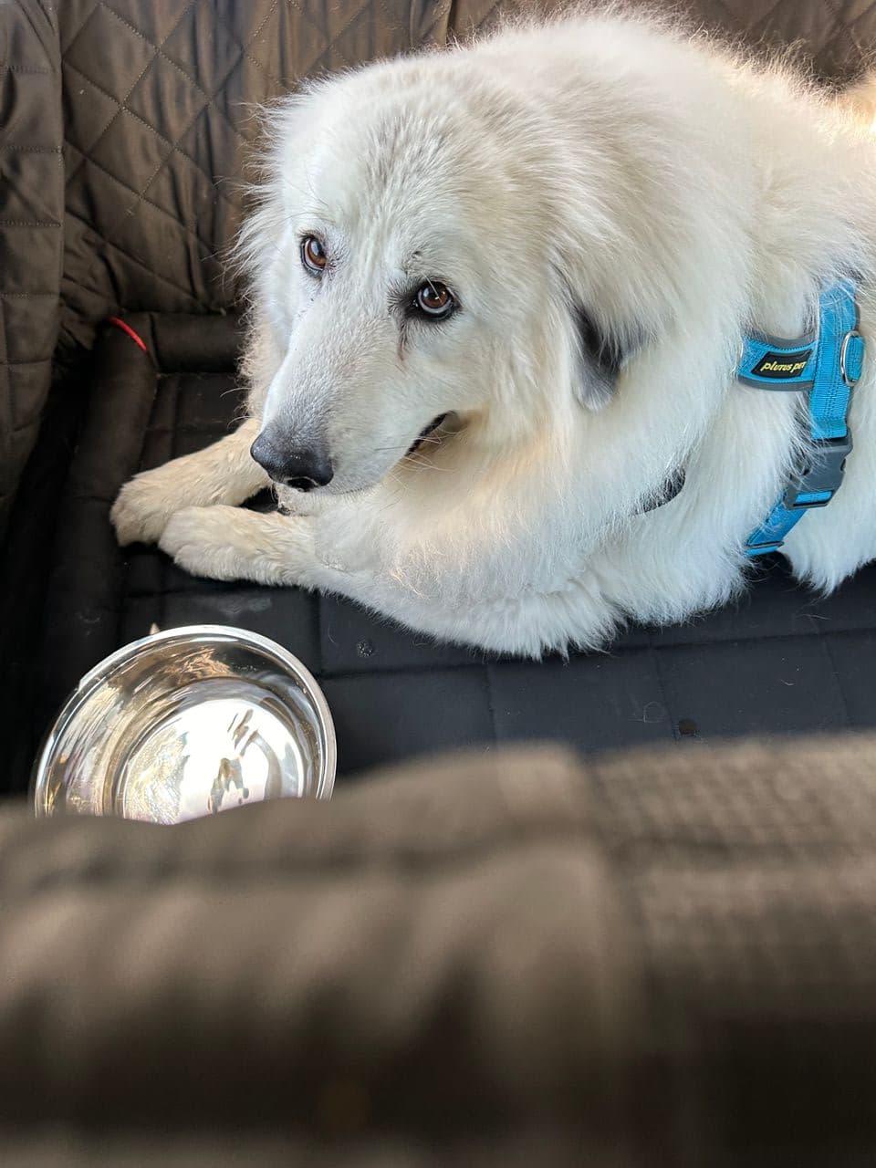 Pet travel photo 5