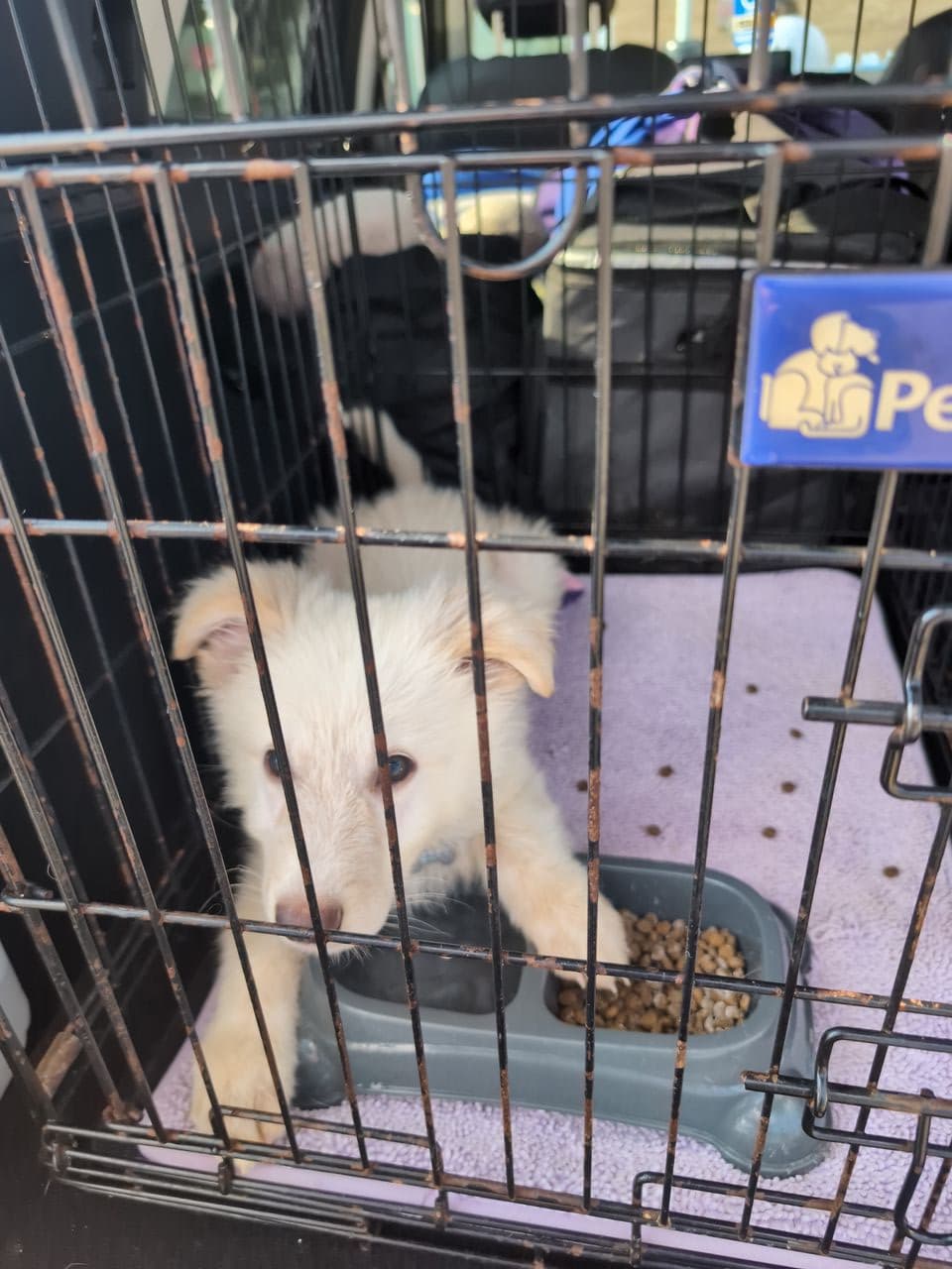 Pet travel photo 4