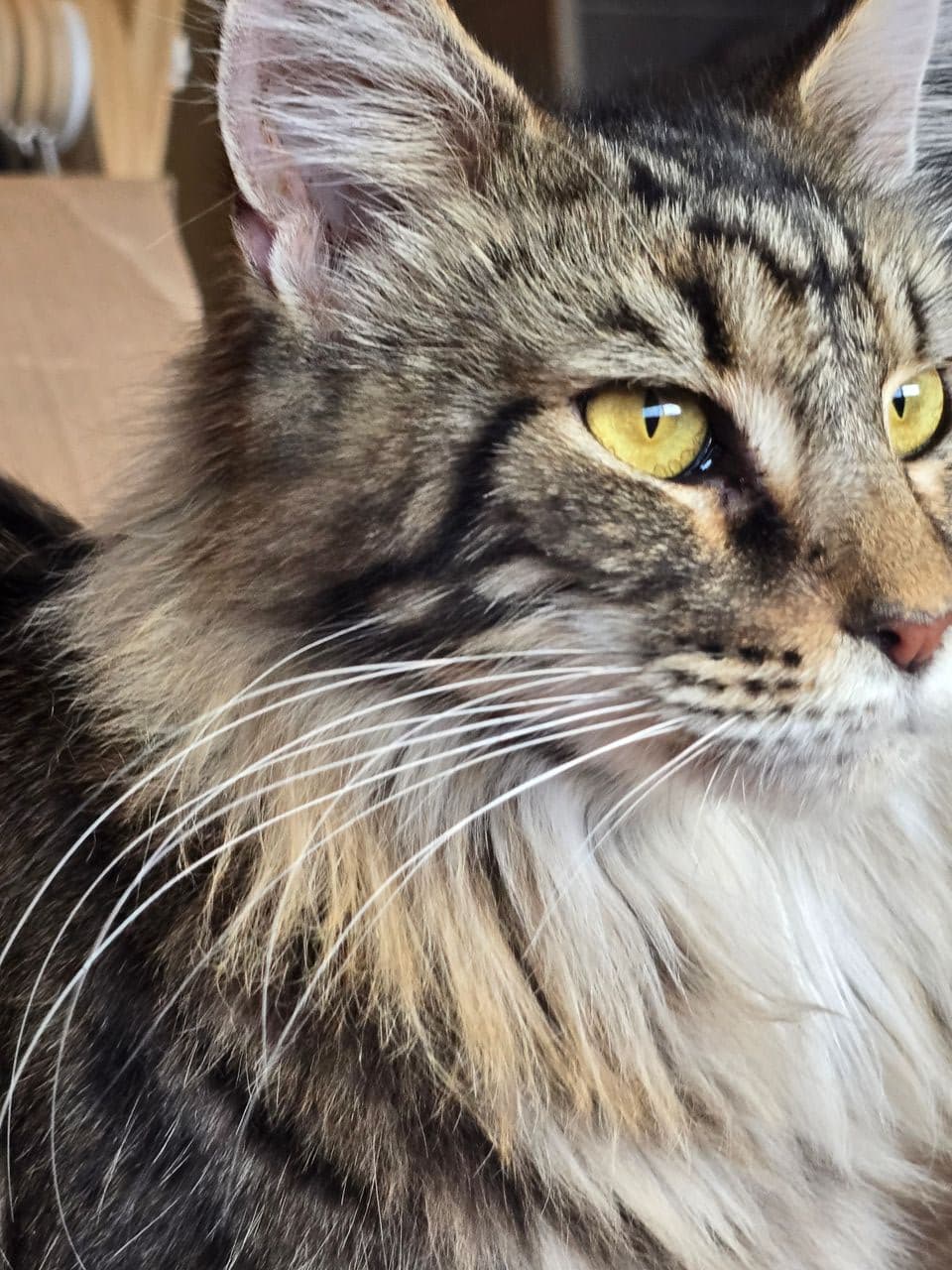 Pet travel photo 5