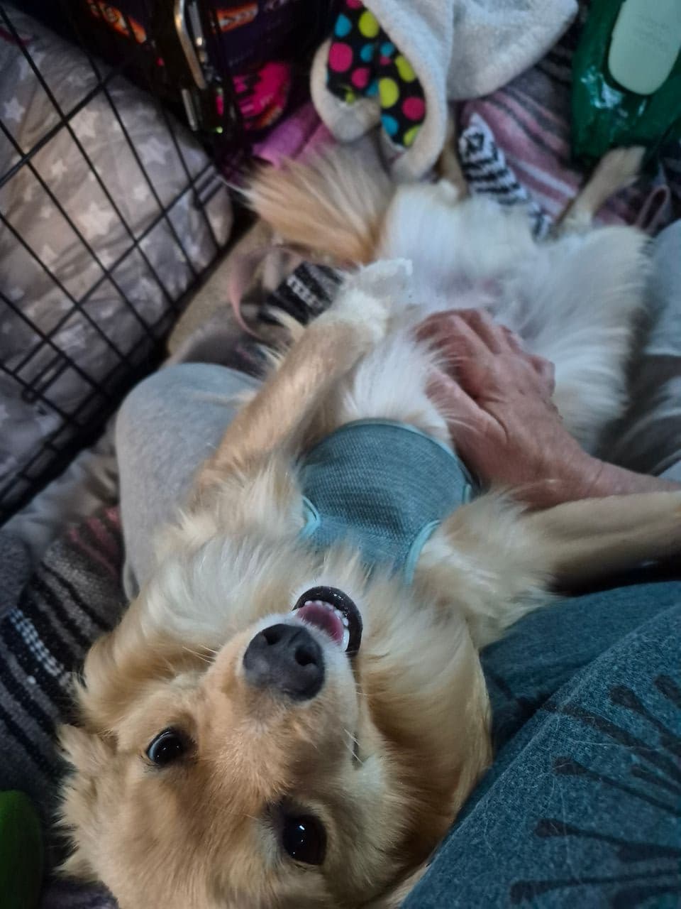 Pet travel photo 4