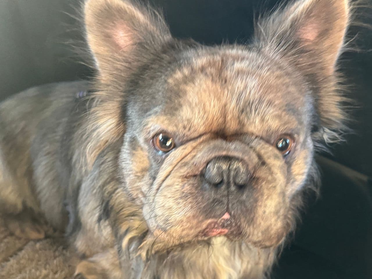 Pet travel photo 3