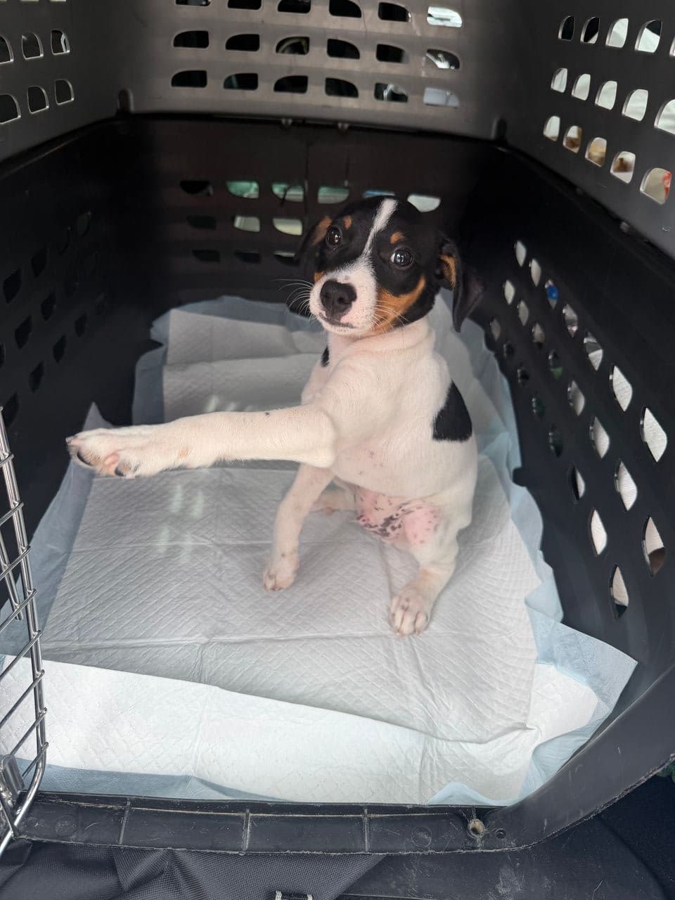 Pet travel photo 6