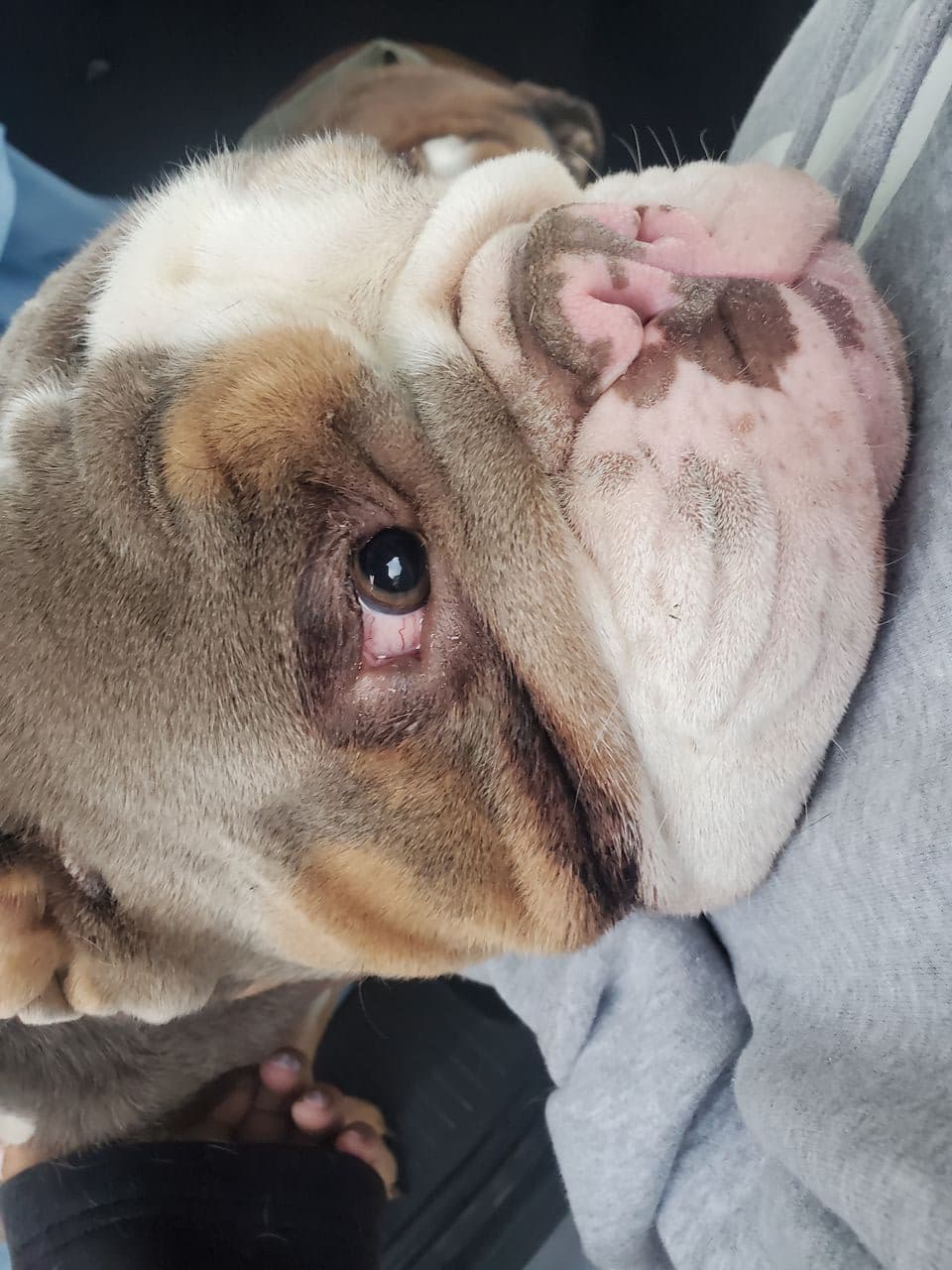 Pet travel photo 5