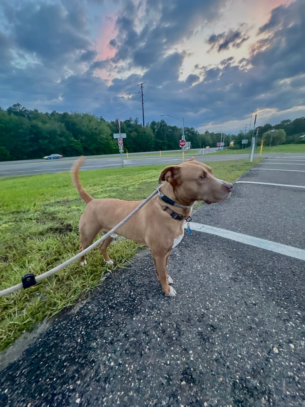Pet travel photo 1