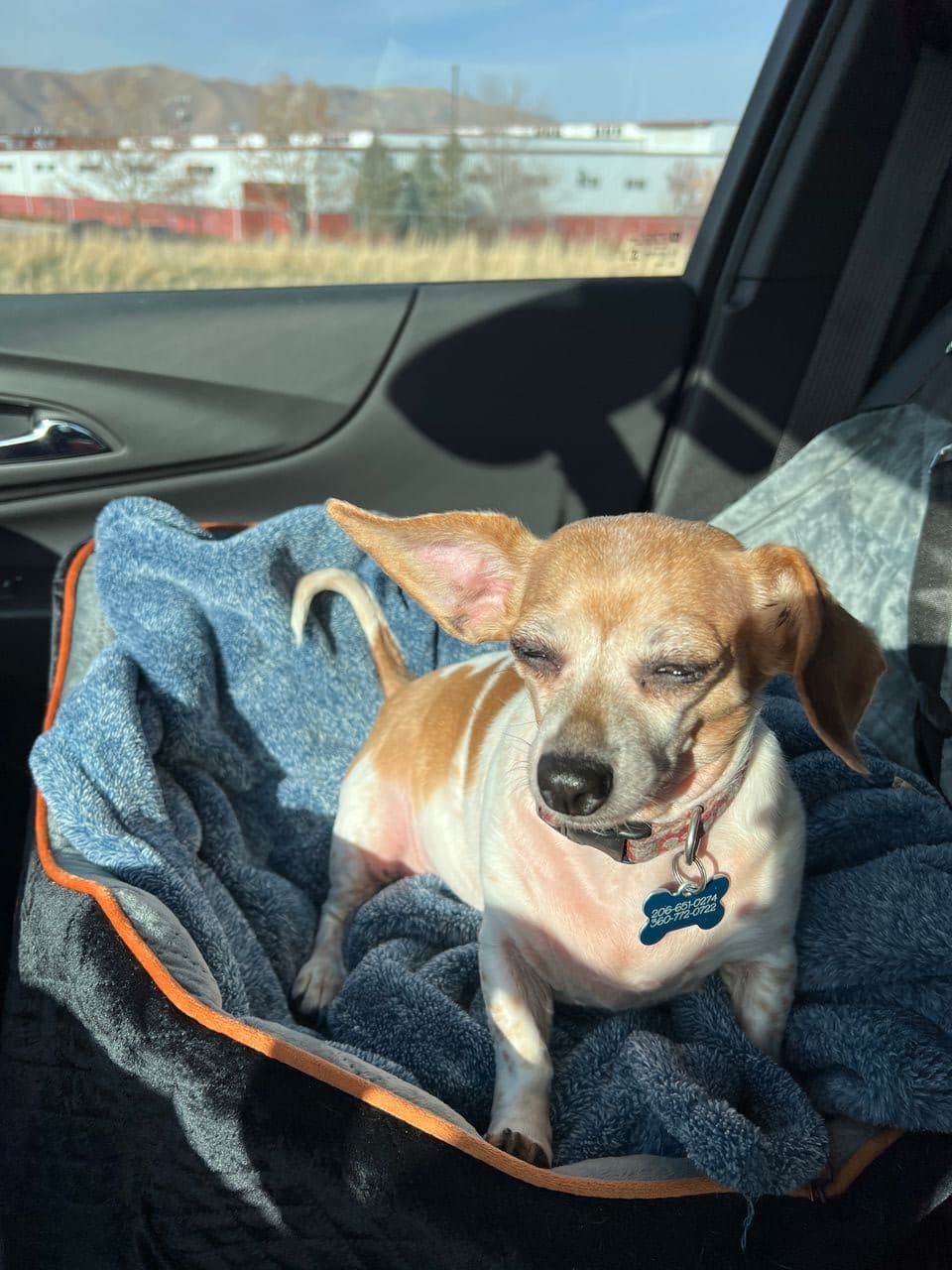 Pet travel photo 4