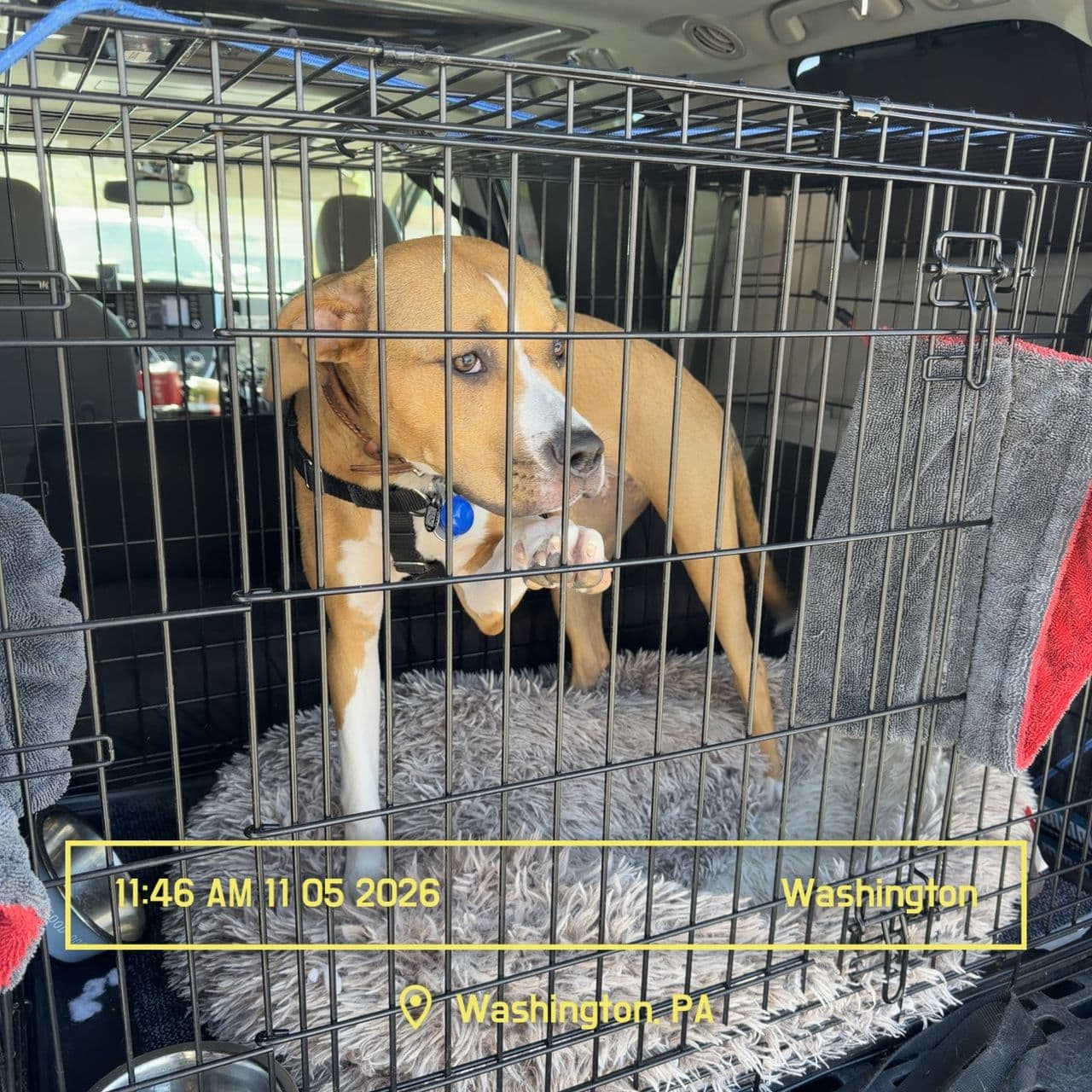 Pet travel photo 1
