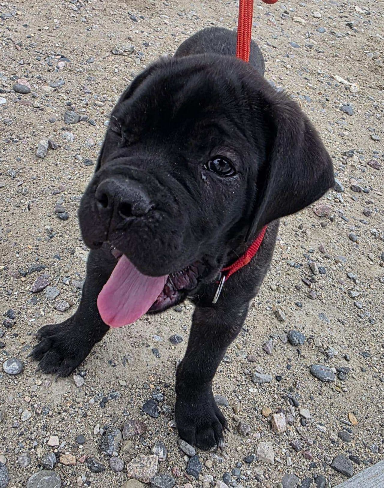 Pet travel photo 1