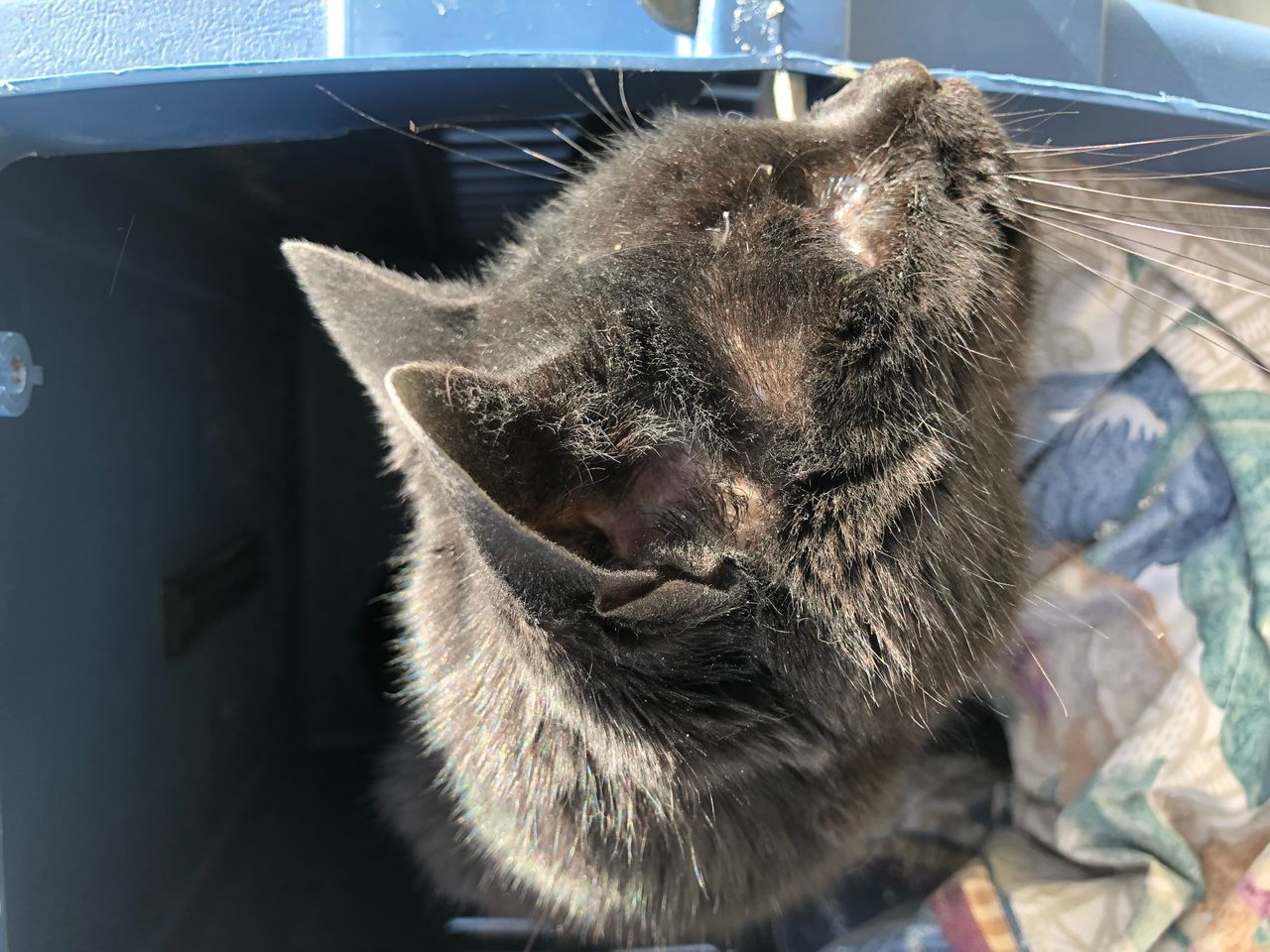 Pet travel photo 3