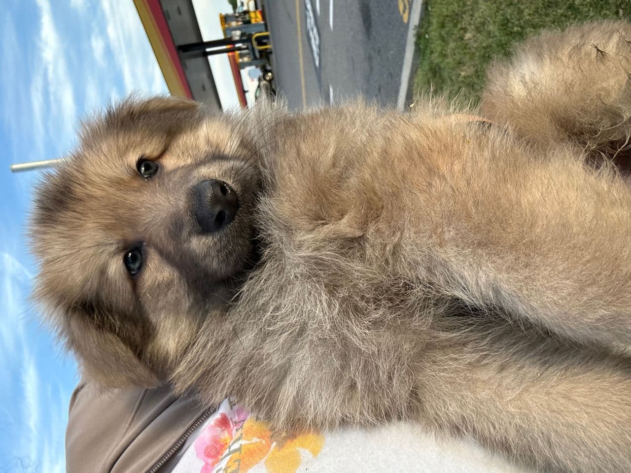 Pet travel photo 6