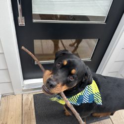 Rottweiler named Rocco