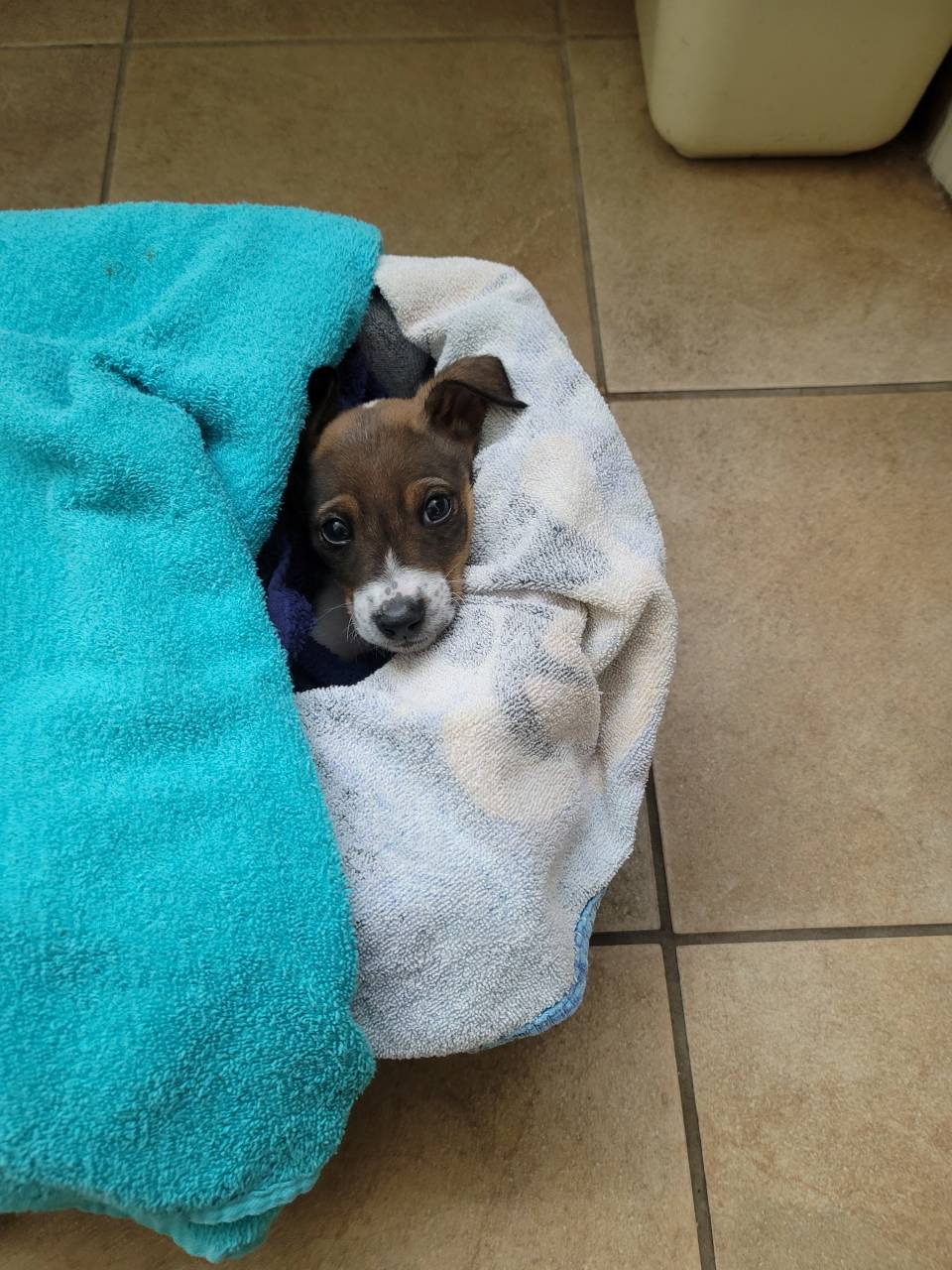 Pet travel photo 4