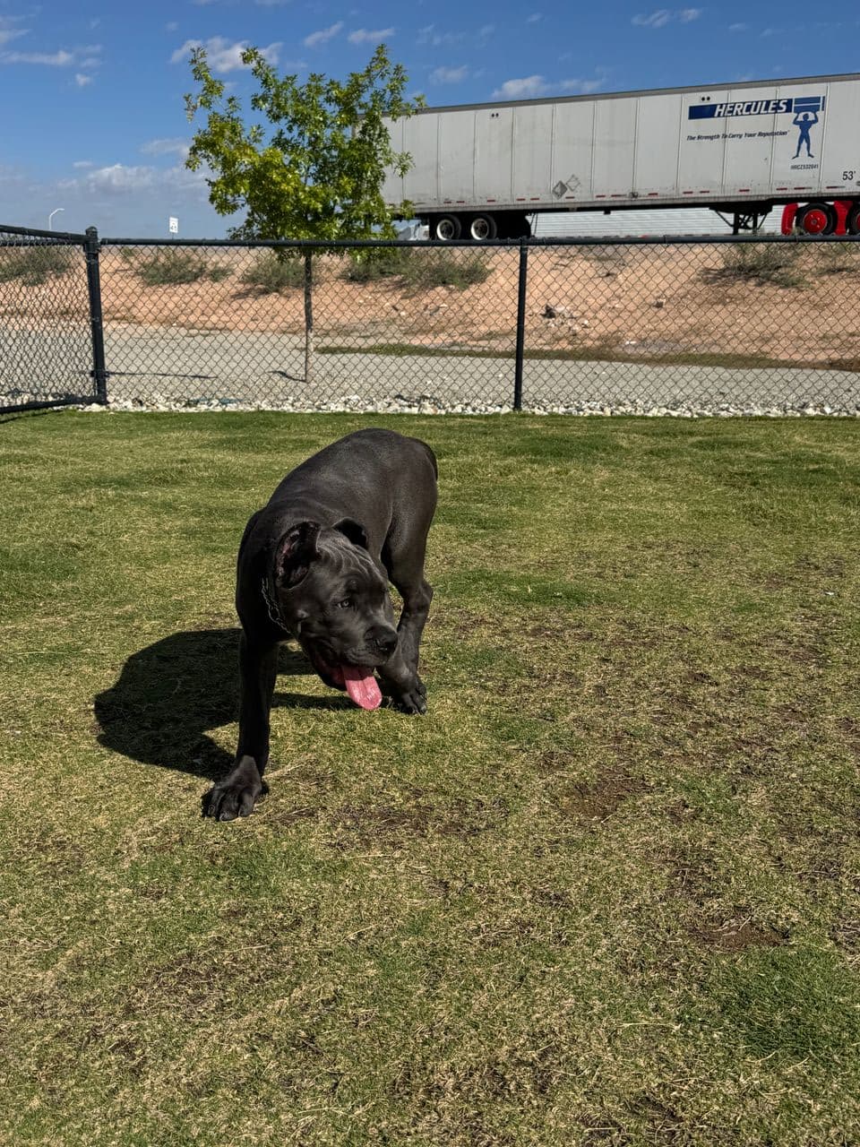 Pet travel photo 2