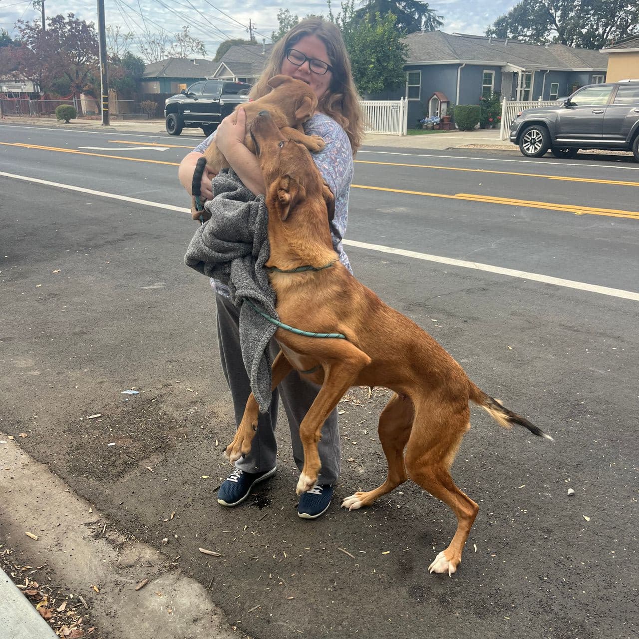 Pet travel photo 4
