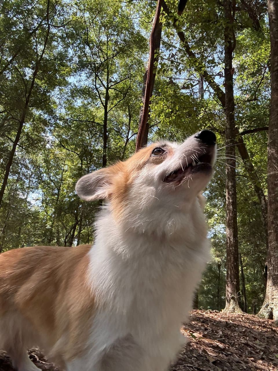 Pet travel photo 5