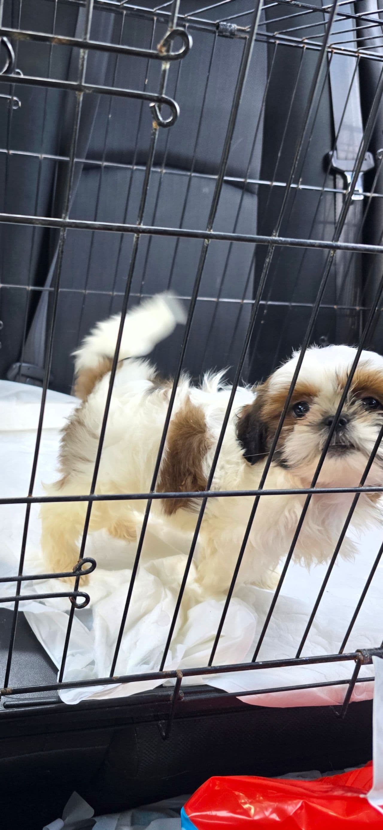 Pet travel photo 1
