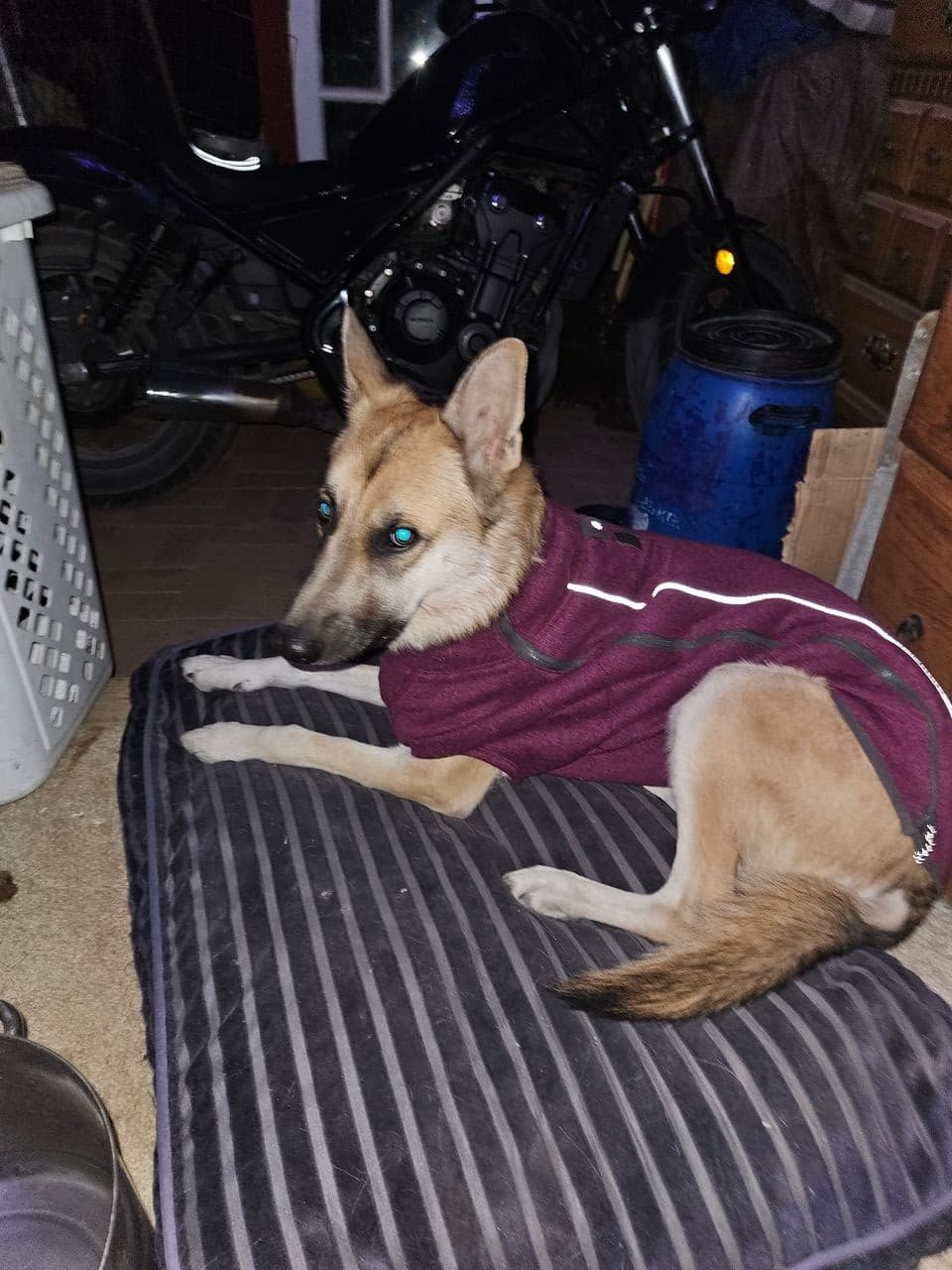 Pet travel photo 5