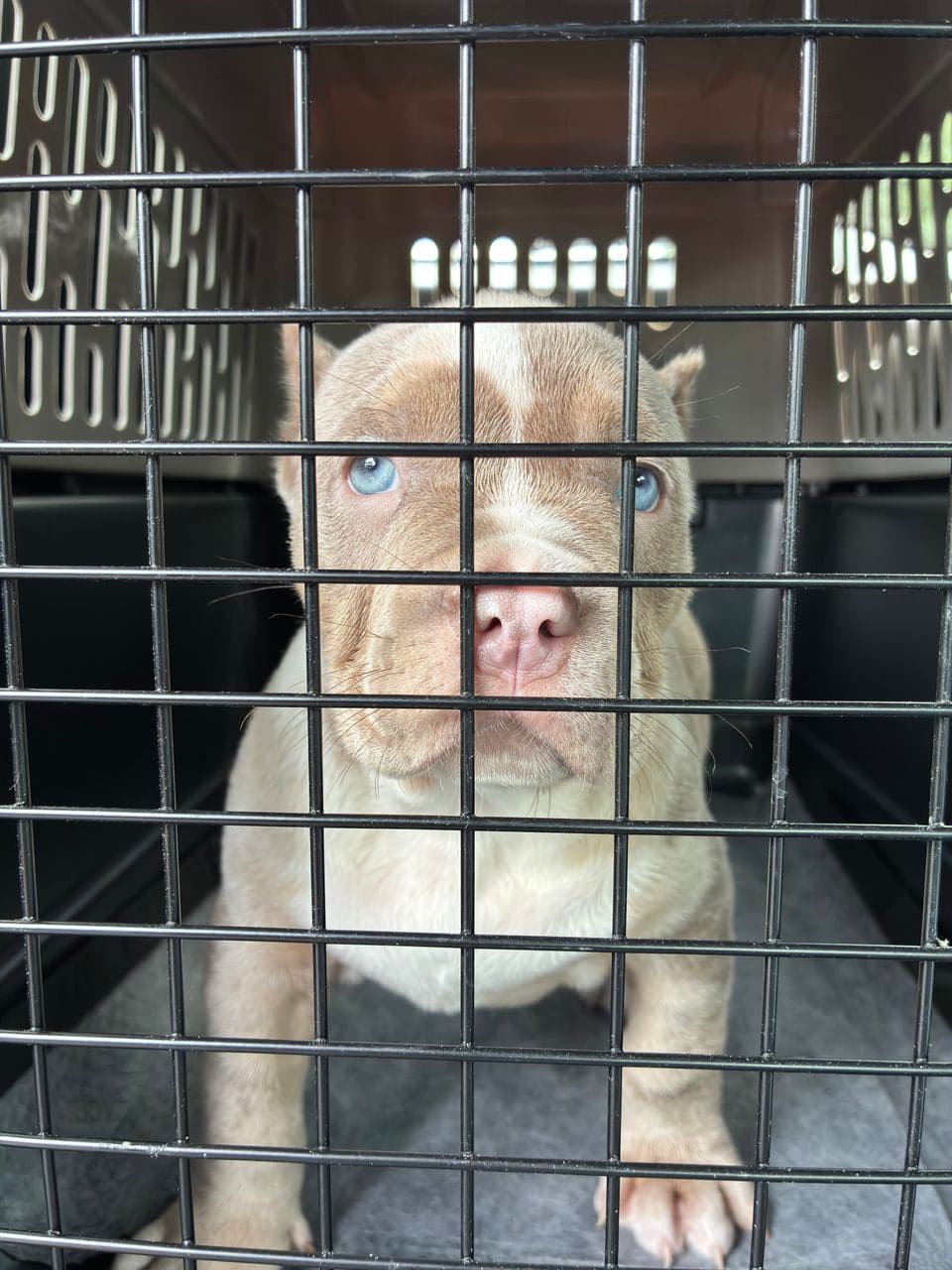 Pet travel photo 1