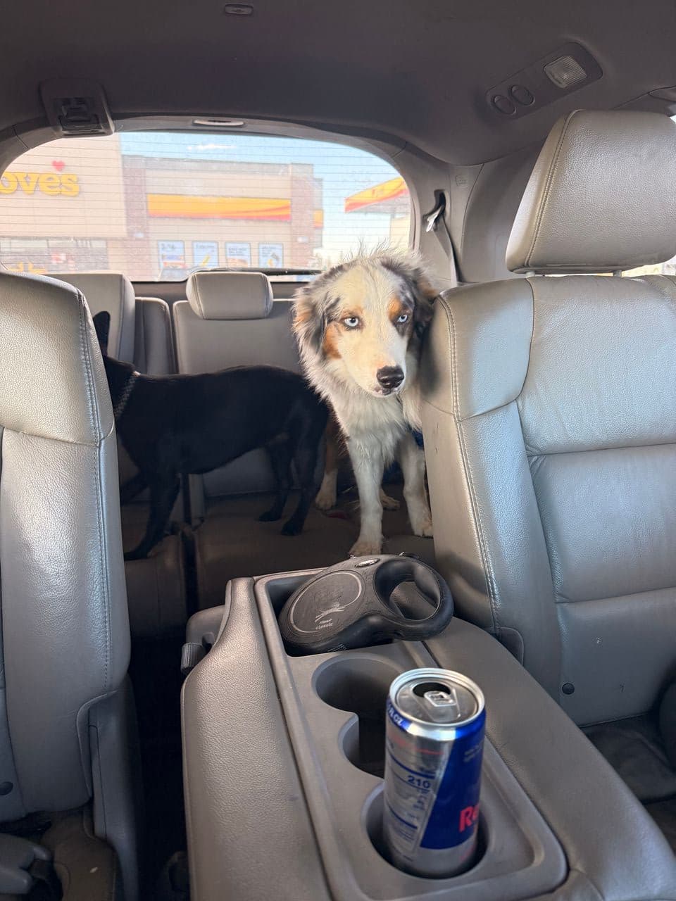 Pet travel photo 1