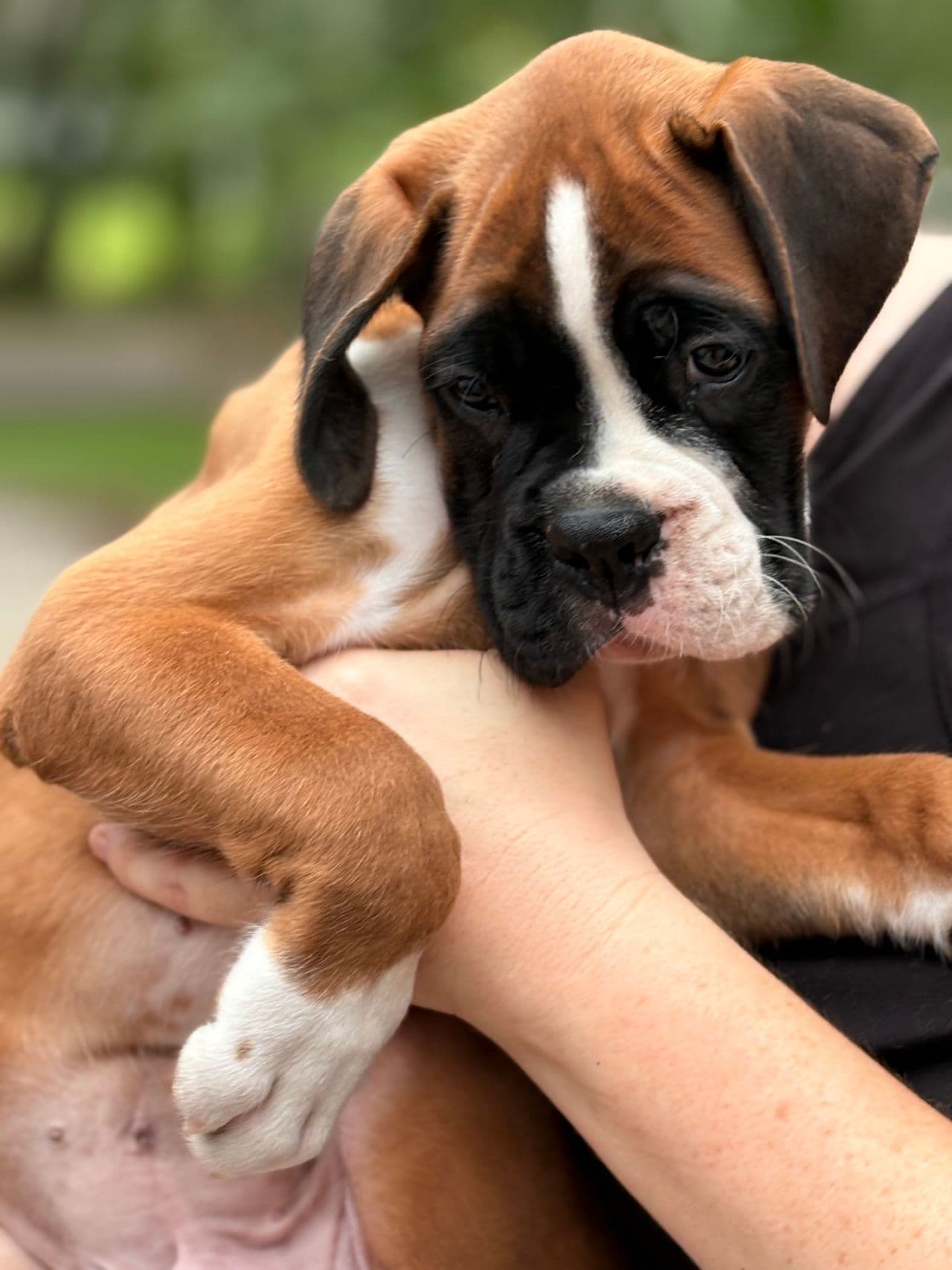 Pet travel photo 6