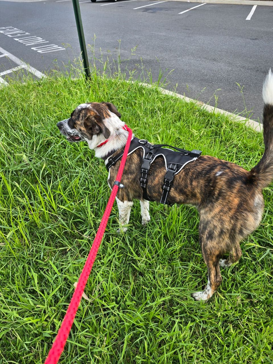 Pet travel photo 4