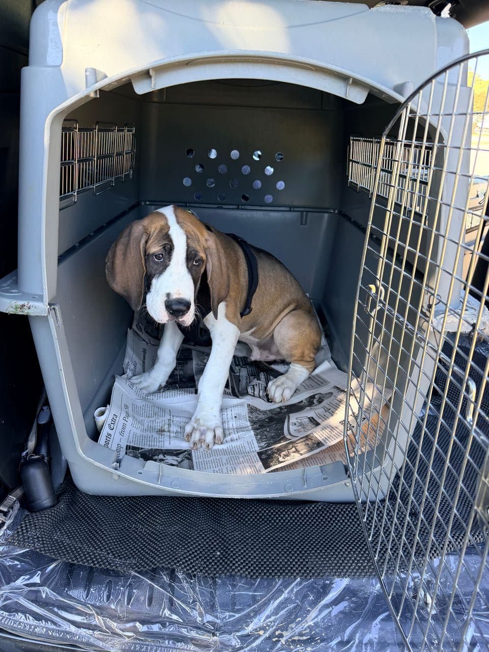 Pet travel photo 1