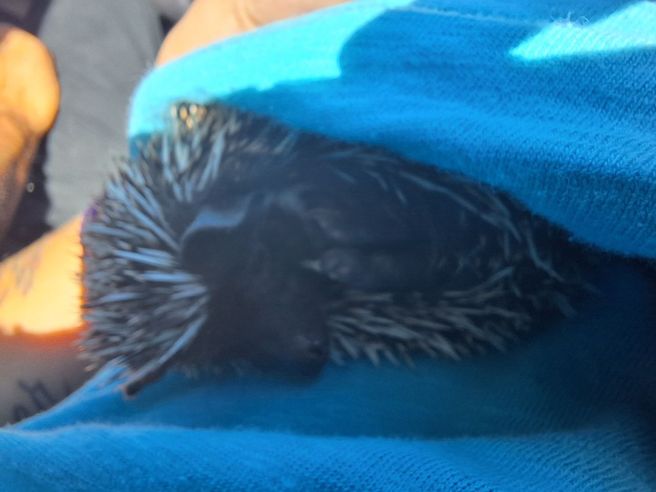 Pet travel photo 6
