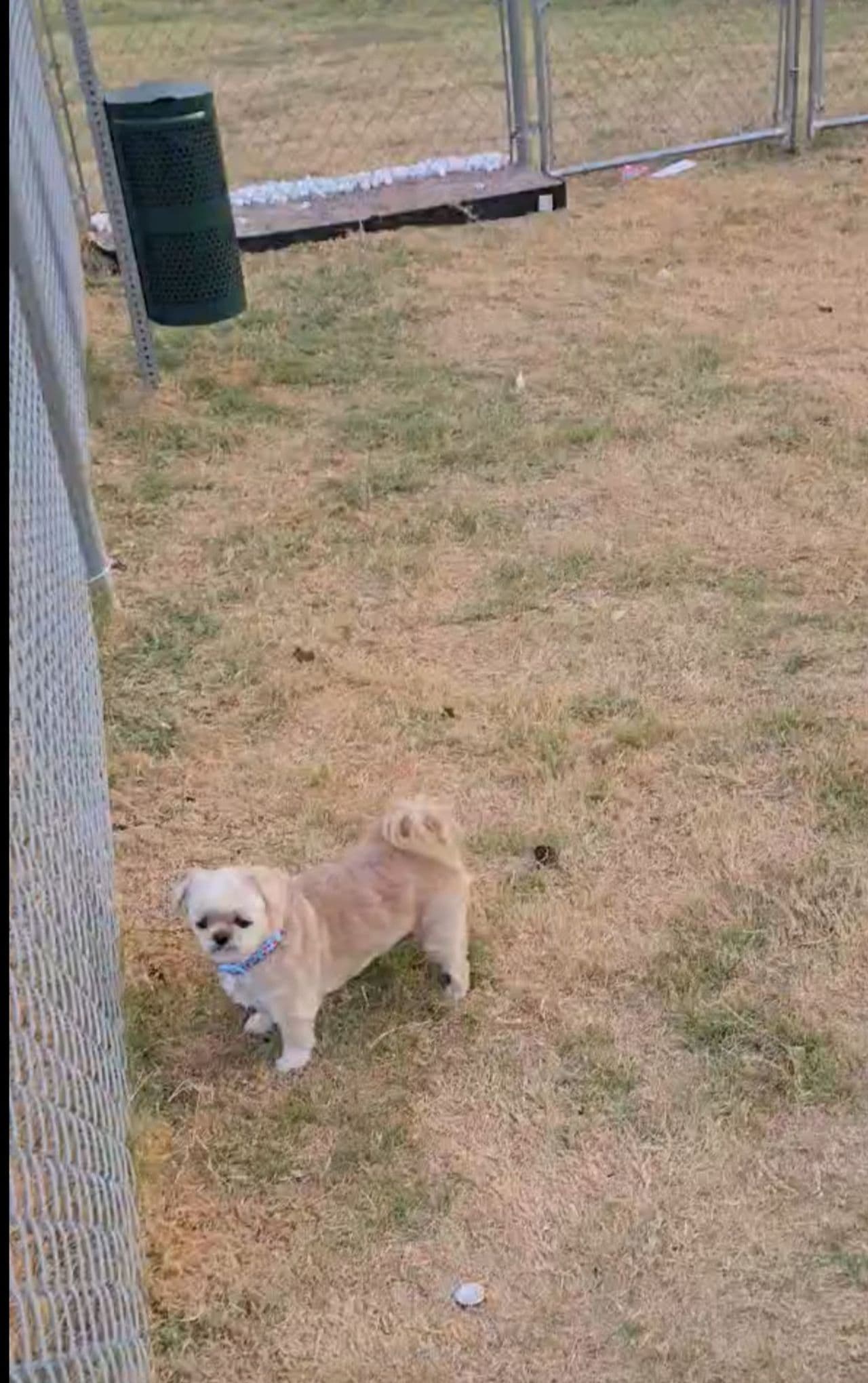 Pet travel photo 3