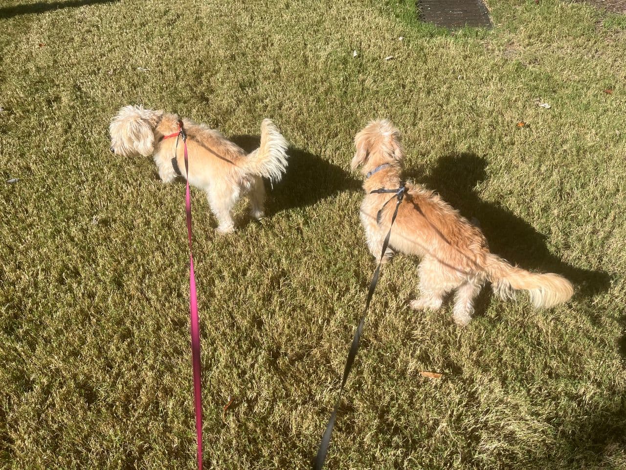 Pet travel photo 2