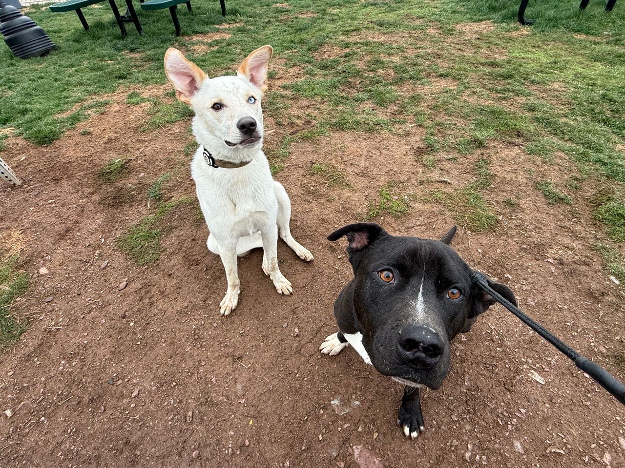 Pet travel photo 1