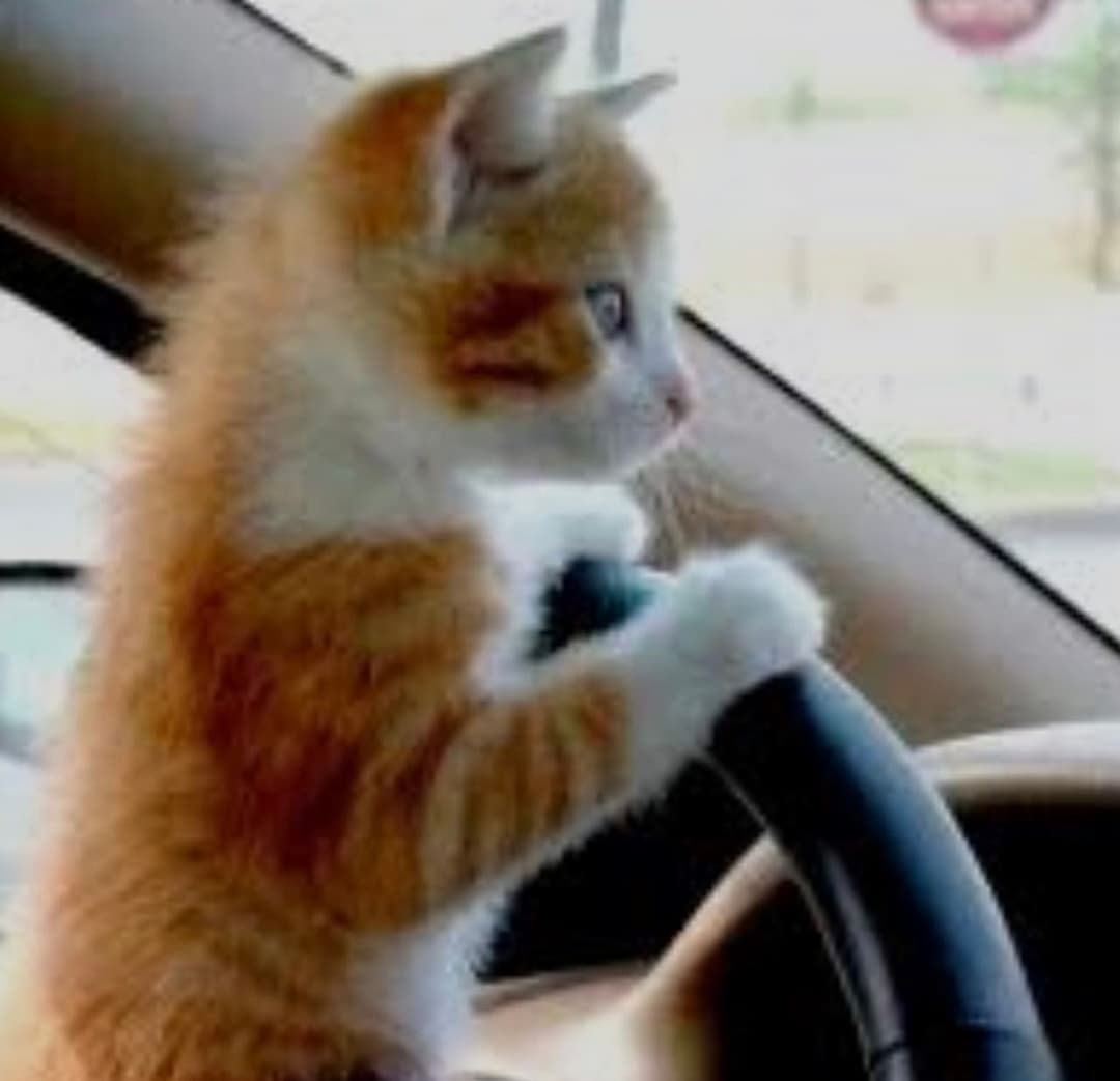 Stress for less– SOLO Pet Transport