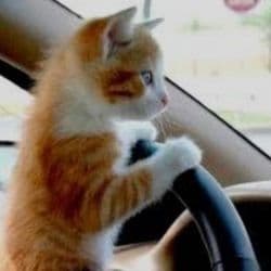 GuardianTail Transport