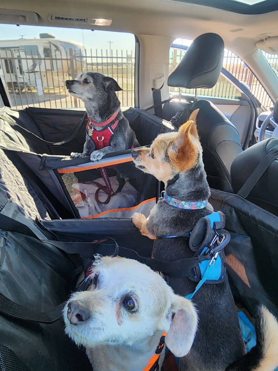 Pet travel photo 4