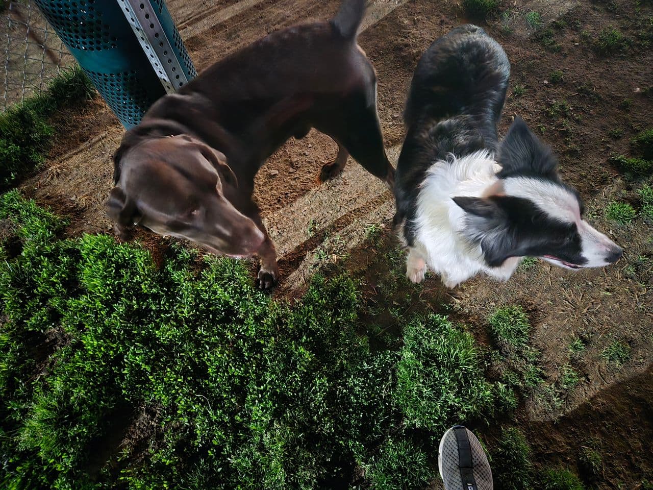 Pet travel photo 3