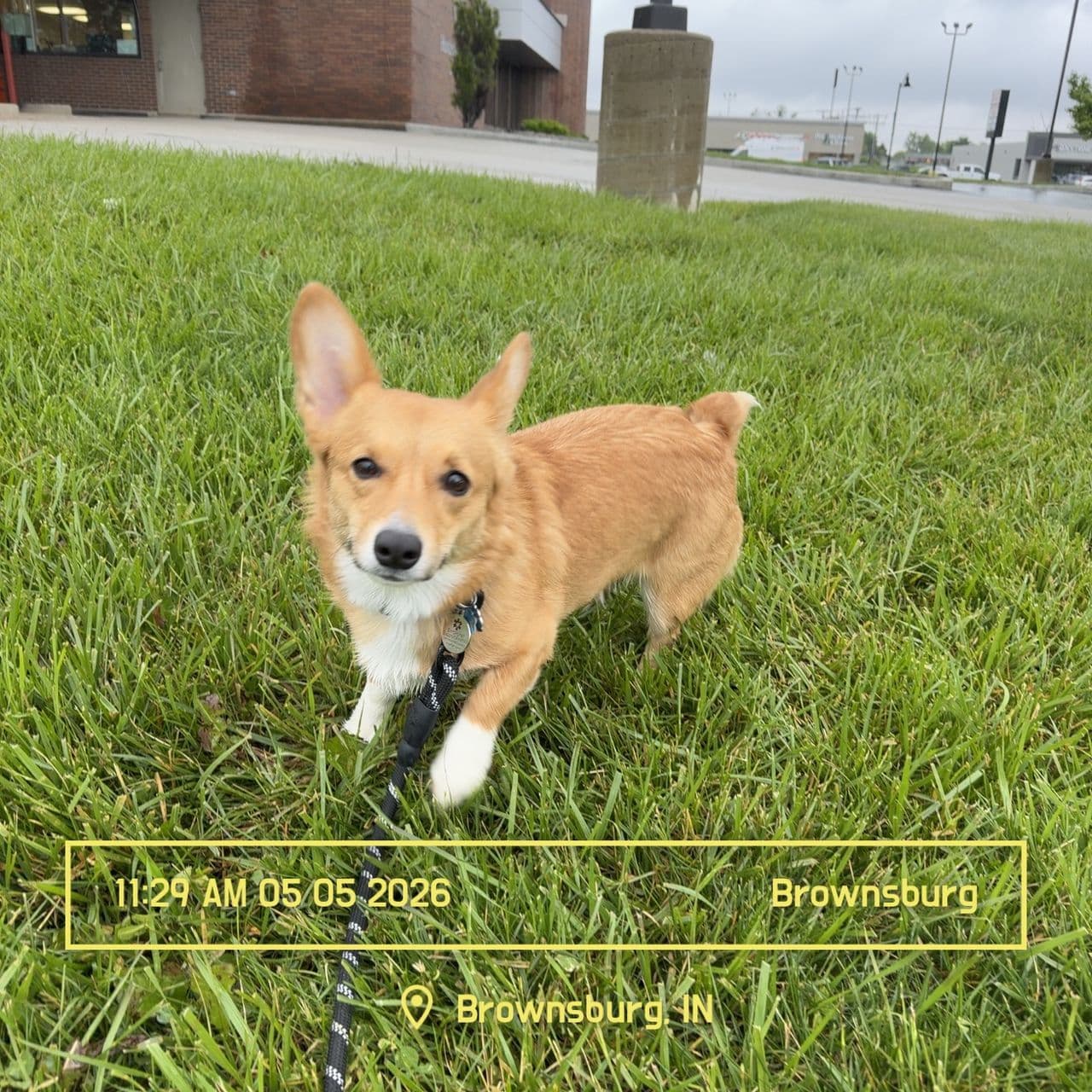 Pet travel photo 3