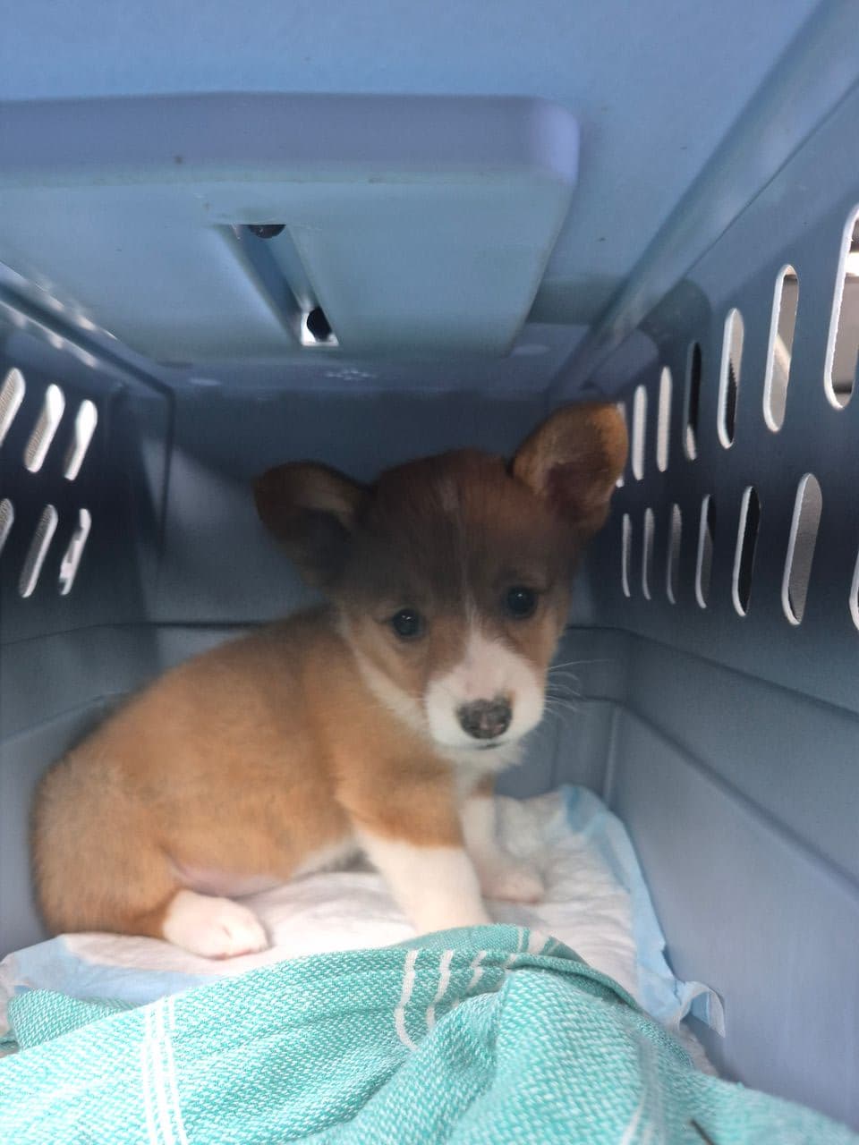 Pet travel photo 1