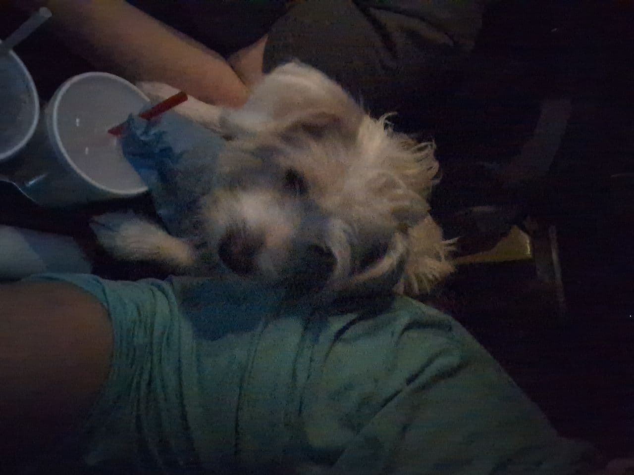 Pet travel photo 3