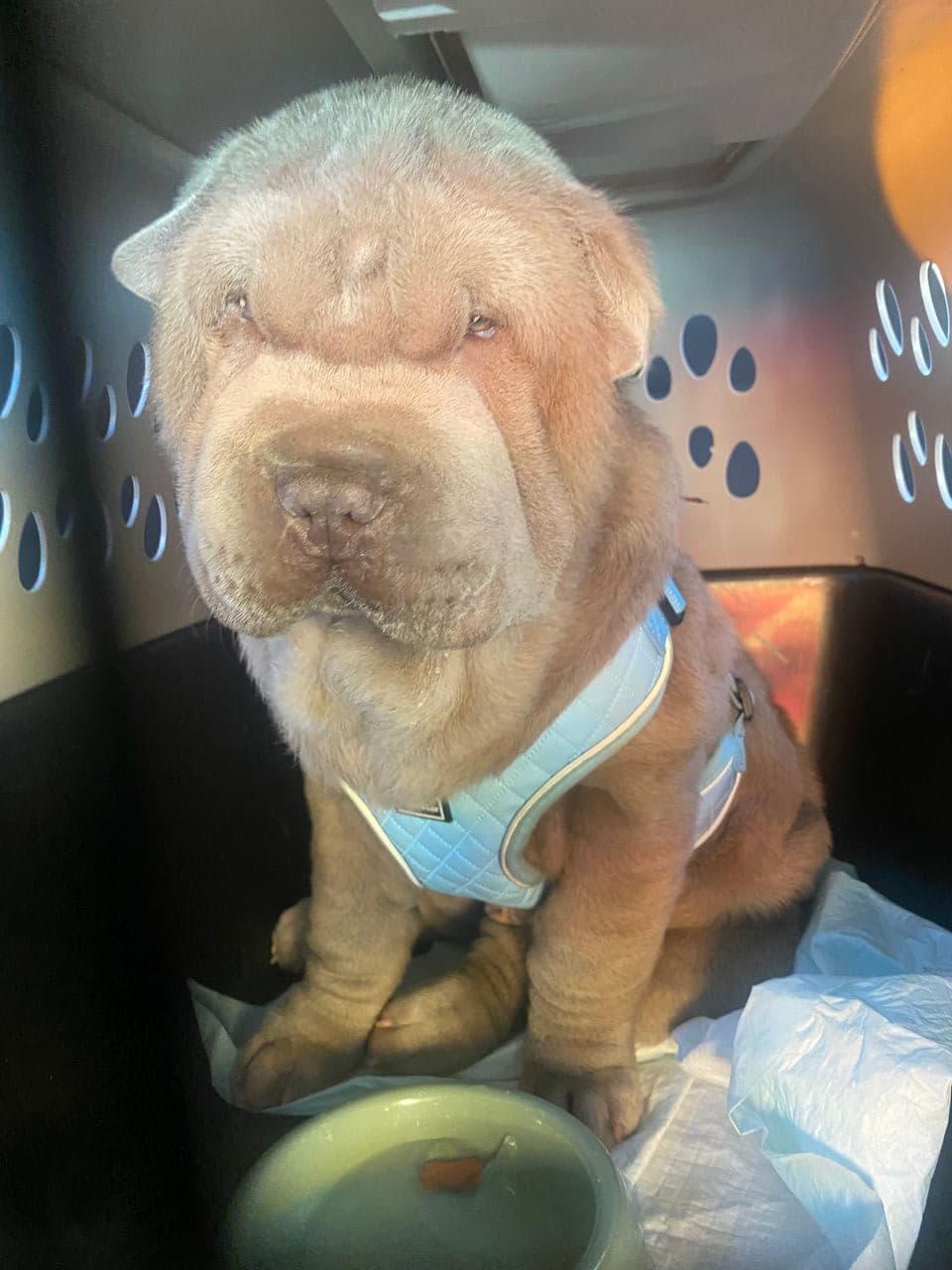 Pet travel photo 3